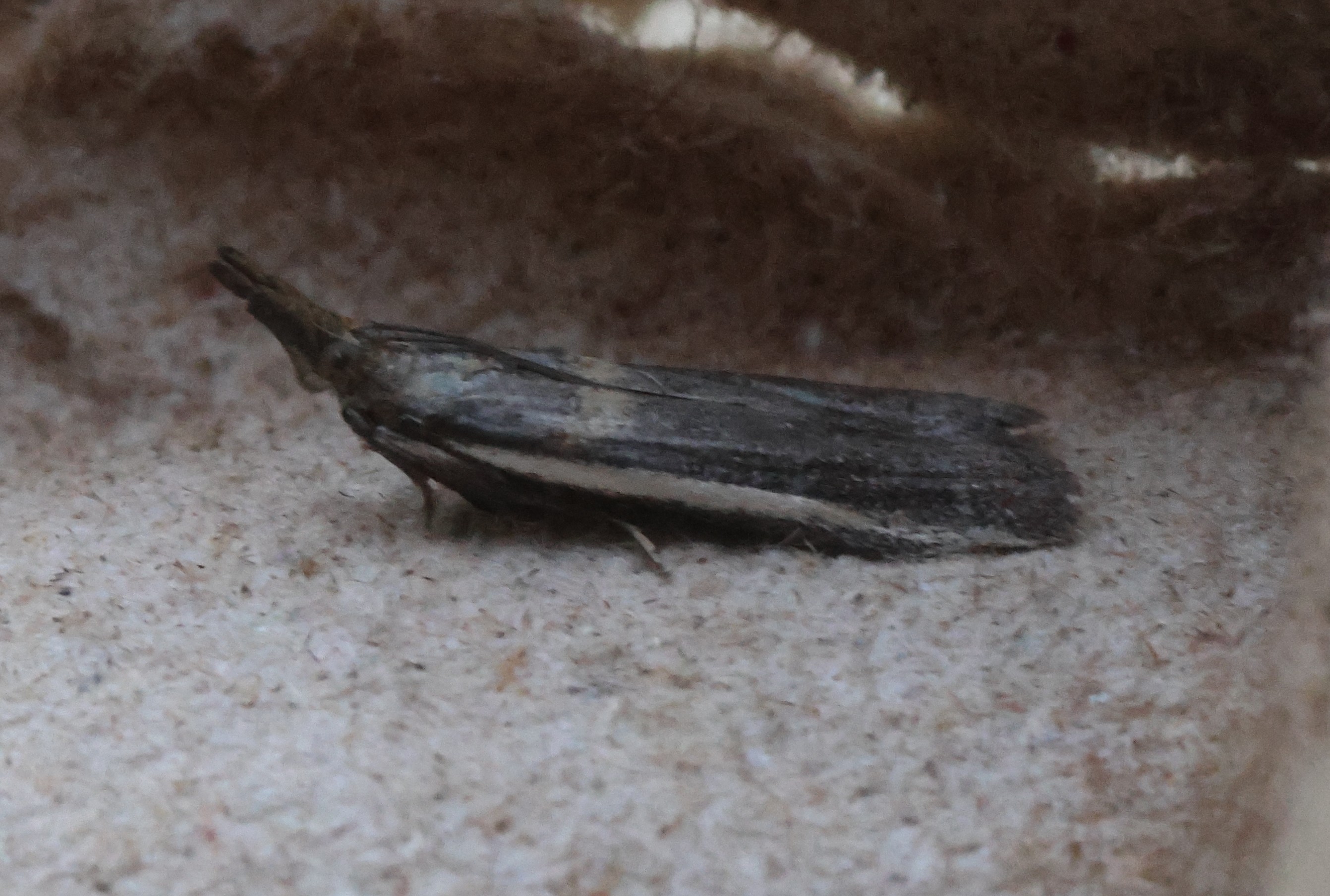 Photo of Legume Knot-horn (Etiella zinckenella)